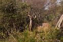 174 Okavango Delta, koedoe